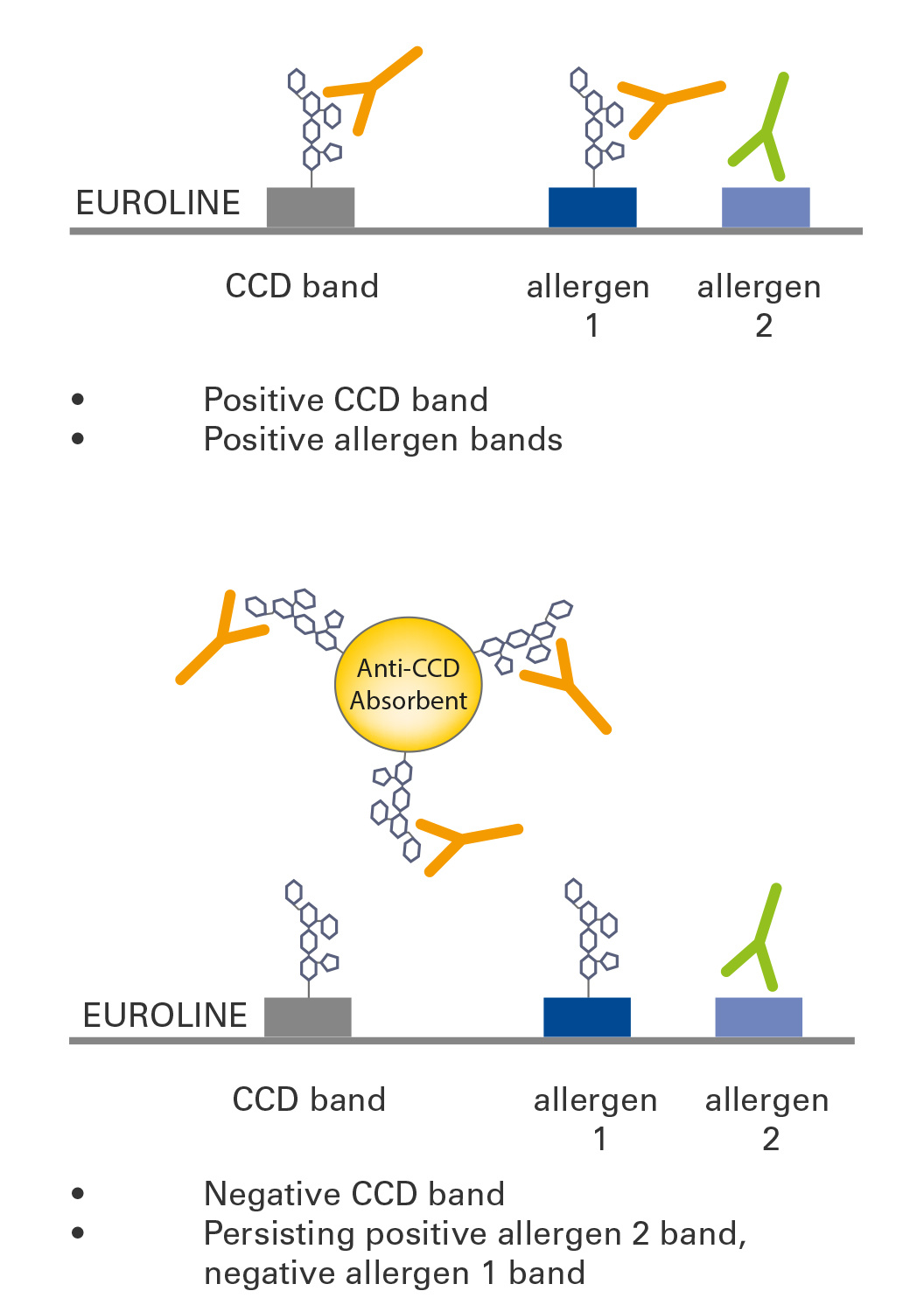 Cross reactive Anti CCD Antibodies Can Hinder Allergy Diagnostics 