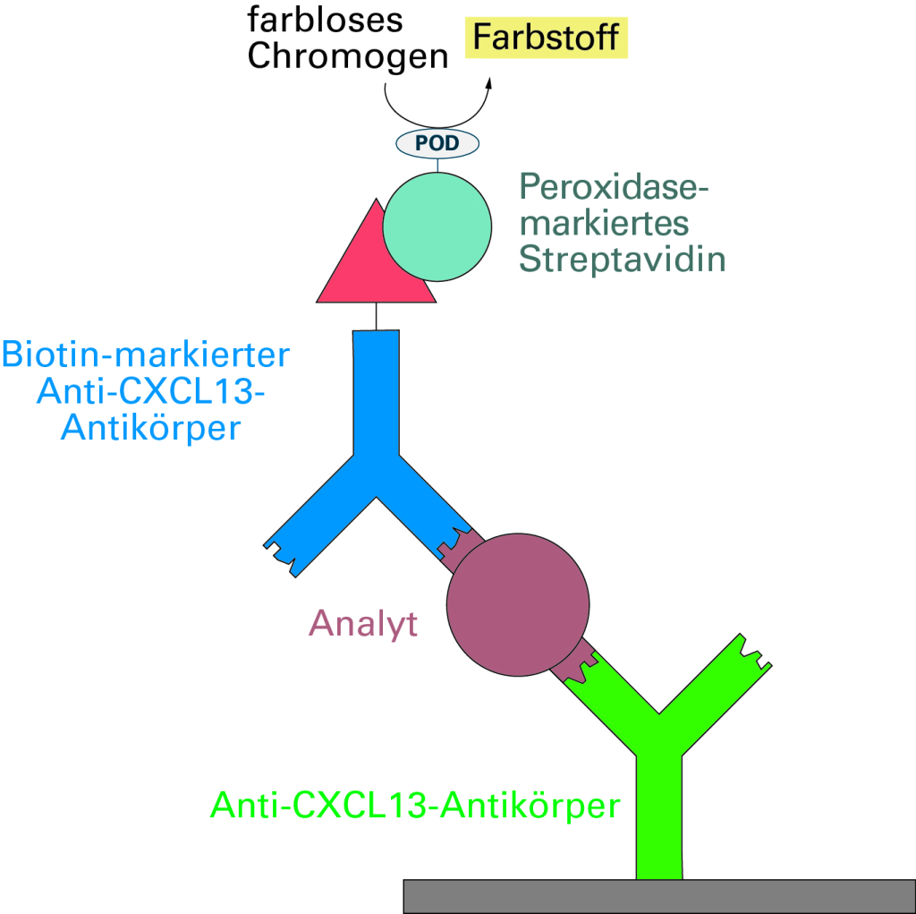 CXCL13: Neuroborreliose Frühzeitig Diagnostizieren - EUROIMMUNBlog