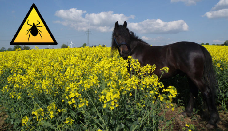 Vorsicht in der Zeckenzeit Anaplasmose bei Hund und Pferd EUROIMMUNBlog