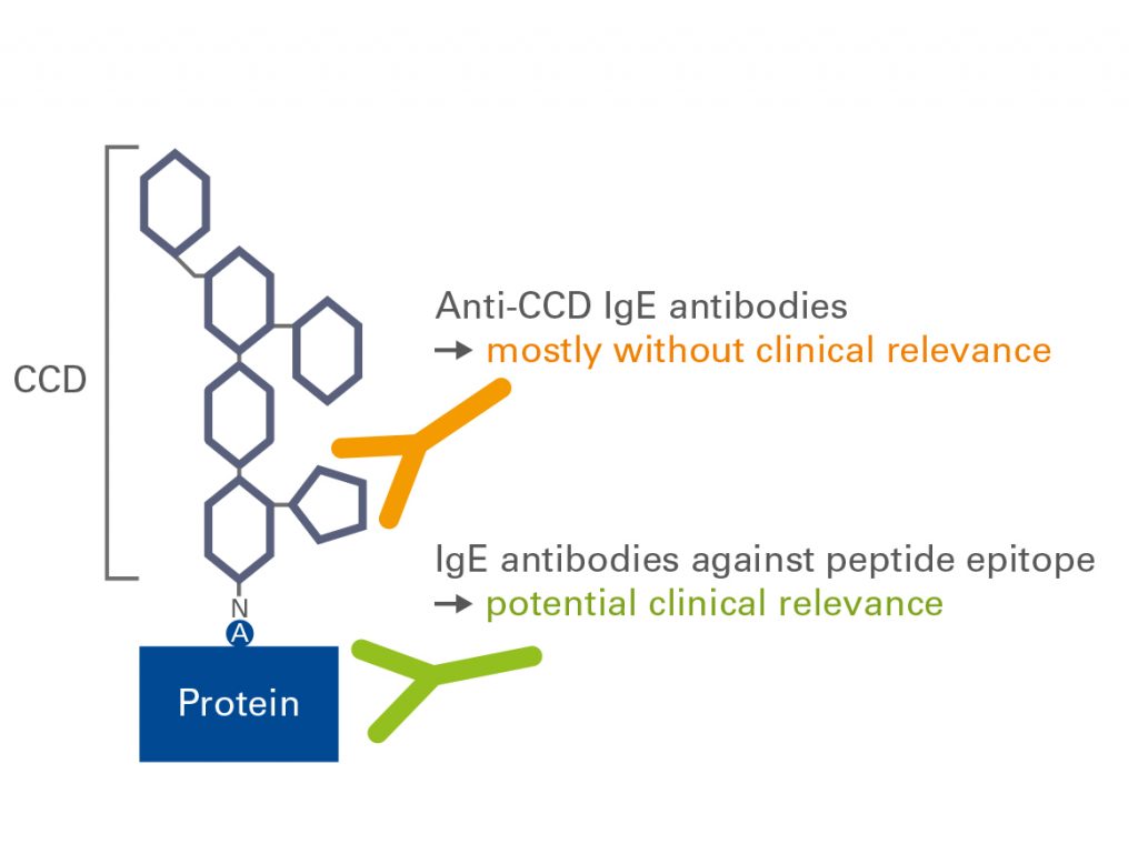 cross-reactive-anti-ccd-antibodies-can-hinder-allergy-diagnostics